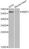 BCL2 Interacting Protein 3 antibody, A5683, ABclonal Technology, Western Blot image 