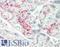 DnaJ Heat Shock Protein Family (Hsp40) Member B1 antibody, LS-B13666, Lifespan Biosciences, Immunohistochemistry paraffin image 