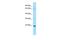 Ephrin A5 antibody, PA5-45699, Invitrogen Antibodies, Western Blot image 