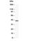 Mitogen-Activated Protein Kinase 1 antibody, R30228, NSJ Bioreagents, Western Blot image 