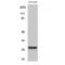 CD160 Molecule antibody, LS-C382521, Lifespan Biosciences, Western Blot image 