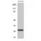 CD160 antigen antibody, LS-C382521, Lifespan Biosciences, Western Blot image 