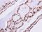 RAD23 Homolog B, Nucleotide Excision Repair Protein antibody, PA5-27902, Invitrogen Antibodies, Immunohistochemistry frozen image 