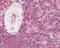 Programmed Cell Death 1 antibody, 51-025, ProSci, Immunohistochemistry frozen image 