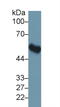 FKBP Prolyl Isomerase 5 antibody, LS-C293959, Lifespan Biosciences, Western Blot image 