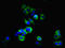 Collectrin, Amino Acid Transport Regulator antibody, LS-C372200, Lifespan Biosciences, Immunofluorescence image 