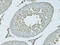 Proteasome Inhibitor Subunit 1 antibody, 19-728, ProSci, Immunohistochemistry frozen image 