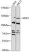 Immunoglobulin Superfamily Member 3 antibody, 23-109, ProSci, Western Blot image 