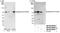 GATA Zinc Finger Domain Containing 2B antibody, NB100-60645, Novus Biologicals, Western Blot image 