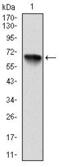 Ribosomal Protein S6 Kinase A3 antibody, GTX60517, GeneTex, Western Blot image 
