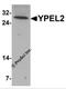 Yippee Like 2 antibody, 6773, ProSci, Western Blot image 