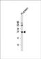 Cyclin Dependent Kinase Inhibitor 2C antibody, orb135251, Biorbyt, Western Blot image 