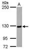 Matrin 3 antibody, GTX115291, GeneTex, Western Blot image 