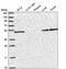 Solute carrier family 25 member 46 antibody, PA5-65241, Invitrogen Antibodies, Western Blot image 