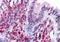 Parkin Coregulated antibody, NBP1-03274, Novus Biologicals, Immunohistochemistry frozen image 