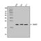 MAF BZIP Transcription Factor F antibody, A07784-2, Boster Biological Technology, Western Blot image 