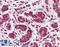 Thyroid Hormone Receptor Beta antibody, LS-C109507, Lifespan Biosciences, Immunohistochemistry frozen image 