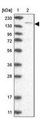 SPT5 Homolog, DSIF Elongation Factor Subunit antibody, PA5-56100, Invitrogen Antibodies, Western Blot image 