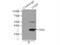 Coenzyme Q9 antibody, 14874-1-AP, Proteintech Group, Immunoprecipitation image 