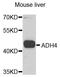 Alcohol Dehydrogenase 4 (Class II), Pi Polypeptide antibody, A5454, ABclonal Technology, Western Blot image 