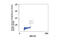 Aurora Kinase A antibody, 2914P, Cell Signaling Technology, Flow Cytometry image 