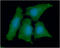 Pyrophosphatase (Inorganic) 1 antibody, GTX57682, GeneTex, Immunofluorescence image 