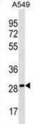 Phosphatidylethanolamine-binding protein 4 antibody, abx030968, Abbexa, Western Blot image 