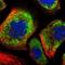 OTU Deubiquitinase 5 antibody, HPA017375, Atlas Antibodies, Immunofluorescence image 