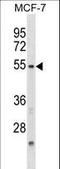 Nuclear Factor, Interleukin 3 Regulated antibody, LS-C164848, Lifespan Biosciences, Western Blot image 