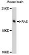 HRas Proto-Oncogene, GTPase antibody, abx125966, Abbexa, Western Blot image 