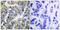 Keratin 8 antibody, PA5-38072, Invitrogen Antibodies, Immunohistochemistry frozen image 