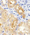 Mitotic Arrest Deficient 2 Like 2 antibody, MBS9207597, MyBioSource, Immunohistochemistry paraffin image 