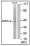 Actin Gamma 2, Smooth Muscle antibody, AP23639PU-N, Origene, Western Blot image 