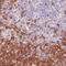 Syntaxin 7 antibody, AMAb90616, Atlas Antibodies, Immunohistochemistry frozen image 