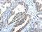 Tripartite Motif Containing 47 antibody, orb525275, Biorbyt, Immunohistochemistry paraffin image 