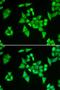 Adenylosuccinate Lyase antibody, orb247338, Biorbyt, Immunofluorescence image 