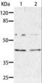 Aminoacyl TRNA Synthetase Complex Interacting Multifunctional Protein 2 antibody, LS-C403763, Lifespan Biosciences, Western Blot image 