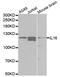 Interleukin 16 antibody, MBS126357, MyBioSource, Western Blot image 