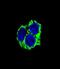 Coenzyme Q8A antibody, abx025256, Abbexa, Western Blot image 