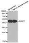 Nicotinamide Phosphoribosyltransferase antibody, LS-C330875, Lifespan Biosciences, Western Blot image 