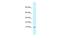 Mitochondrial Ribosomal Protein L55 antibody, A15781, Boster Biological Technology, Western Blot image 