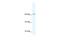 TLE Family Member 3, Transcriptional Corepressor antibody, PA5-40528, Invitrogen Antibodies, Western Blot image 