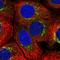 Matrilin-3 antibody, HPA051250, Atlas Antibodies, Immunofluorescence image 