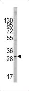 KIT Ligand antibody, PA5-11563, Invitrogen Antibodies, Western Blot image 