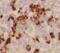 Lymphocyte Cytosolic Protein 2 antibody, FNab07988, FineTest, Immunohistochemistry frozen image 