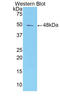 Alpha-1-Microglobulin/Bikunin Precursor antibody, LS-C418671, Lifespan Biosciences, Western Blot image 