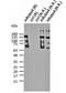 Roundabout homolog 4 antibody, orb234108, Biorbyt, Western Blot image 
