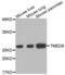 Transmembrane P24 Trafficking Protein 9 antibody, abx002470, Abbexa, Western Blot image 