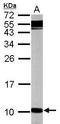 G Protein Subunit Gamma 12 antibody, GTX111023, GeneTex, Western Blot image 