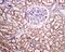 Autophagy Related 5 antibody, ab109490, Abcam, Immunohistochemistry paraffin image 